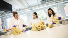 Image shows 3 female students in a lab at ARU Cambridge looking at animal skeletons